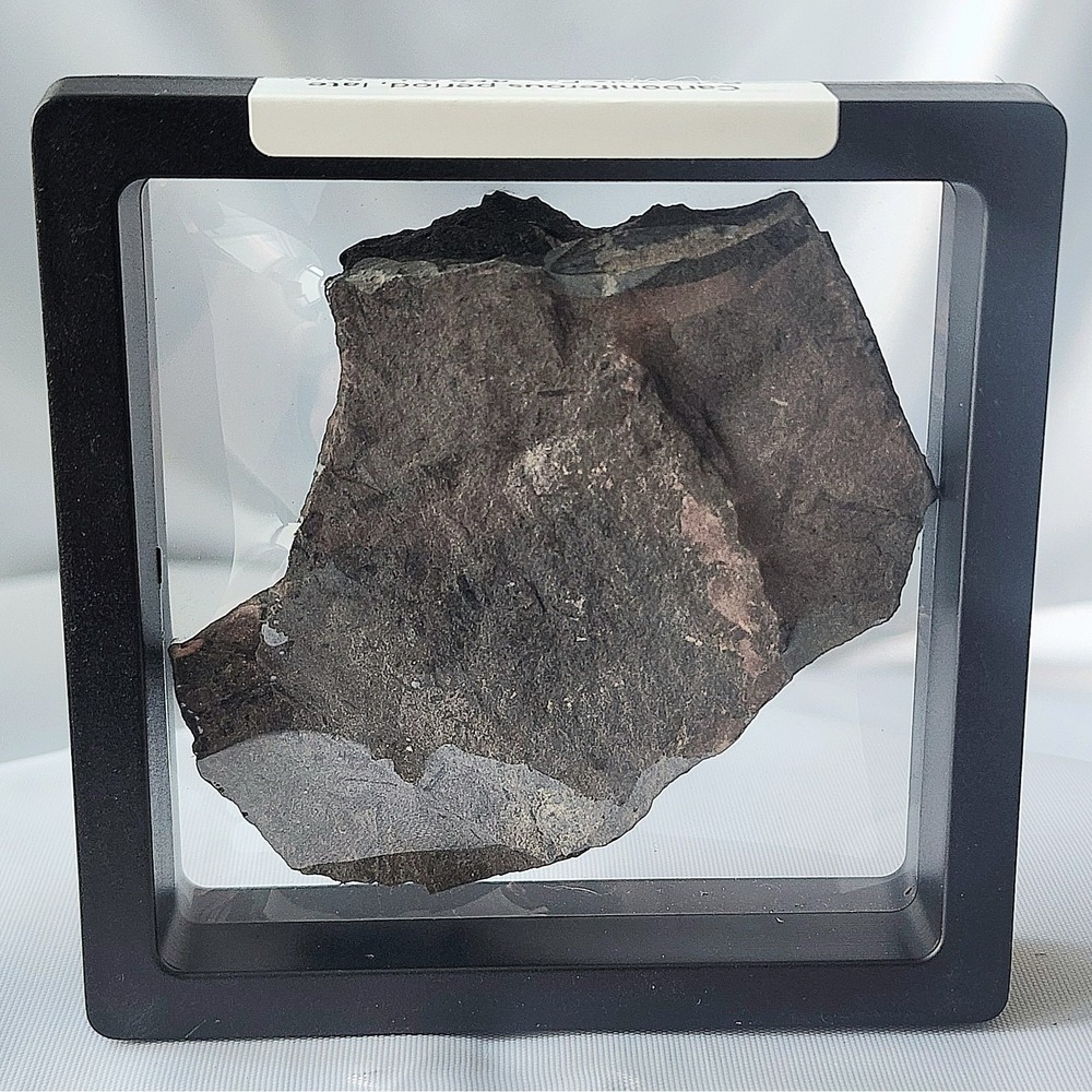 Unique Rare Carboniferous‎ Coal Era Fossil From World Famous Union Chaple Mines